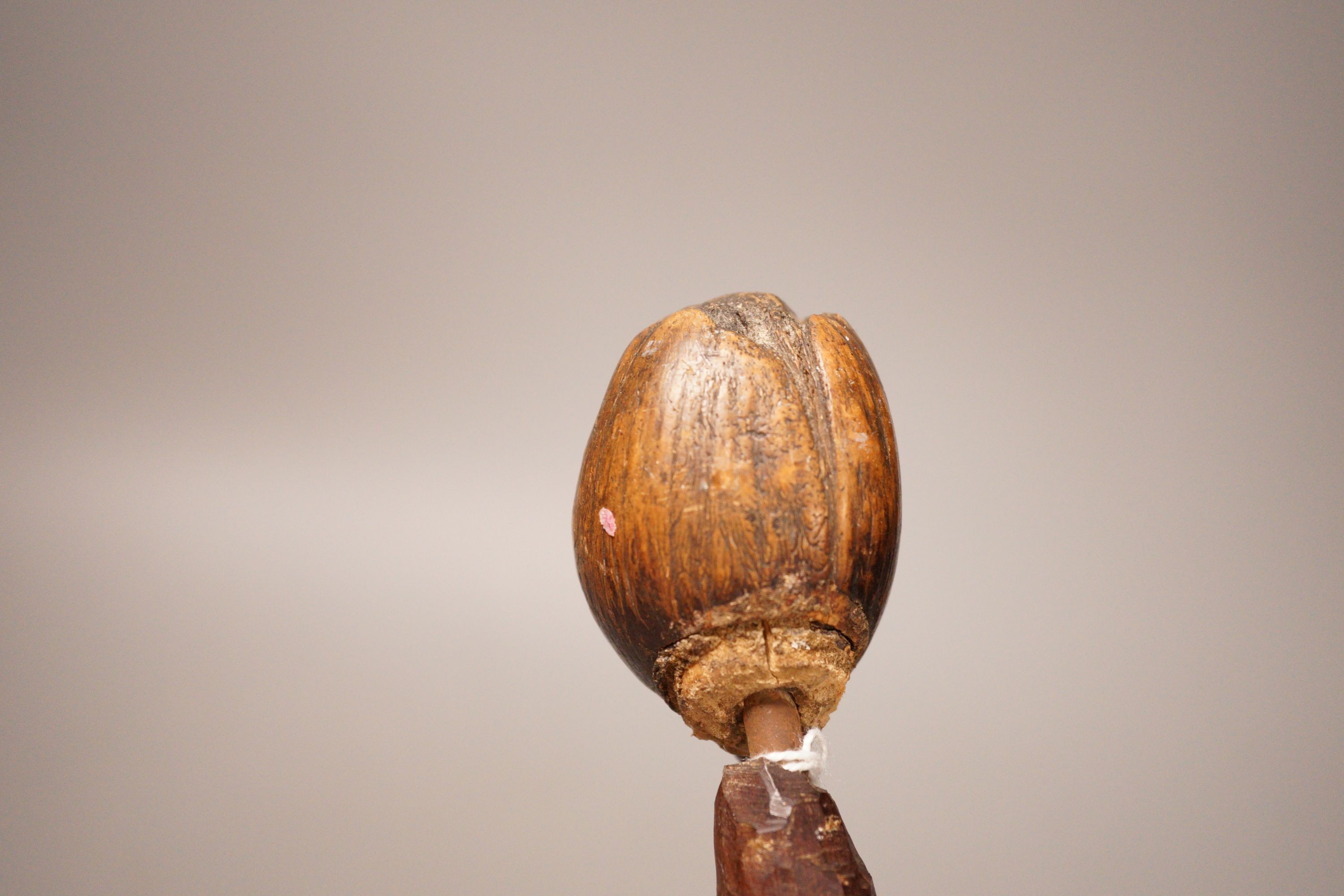 A 19th century continental carved head with glass eyes on associated cane stick. Total length 92cm